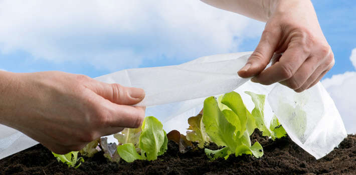 gaertnerglueck einstieg pflanzenschutz 710x350